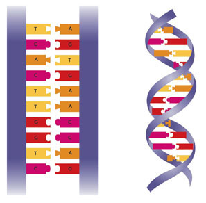 Genetic information