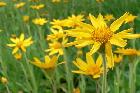 Arnica montana flower