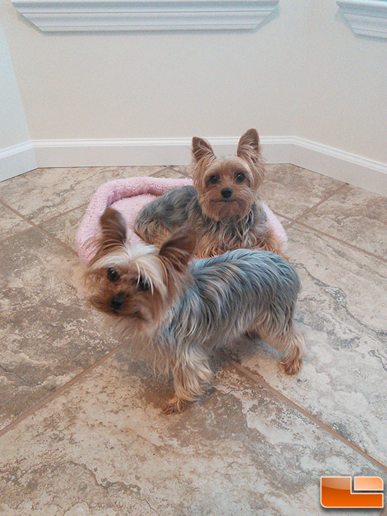 LR-yorkies