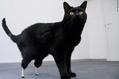 Cat Amputee Fitted With ‘Bionic’ Feet