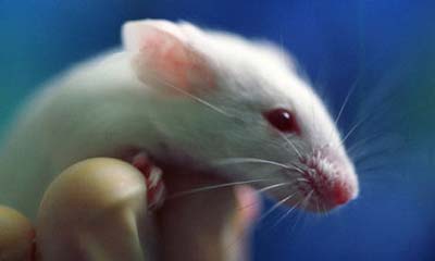 Harvard scientists reverse the aging process in mice