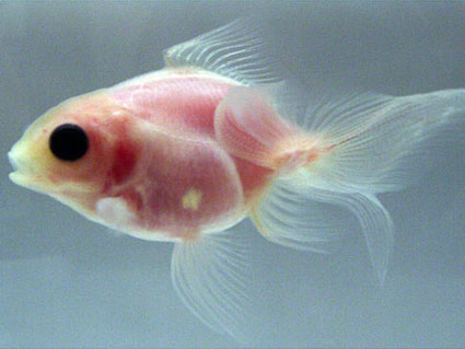 translucent goldfish